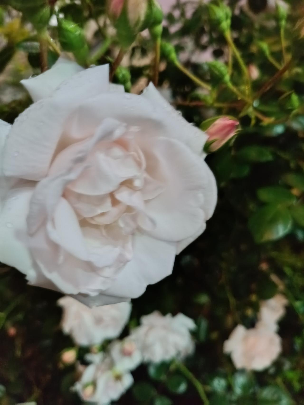 这是鲜花🌸盛开的时节，也是月季花争相斗艳的舞台。
虽然月季花五彩缤纷、色彩斑斓