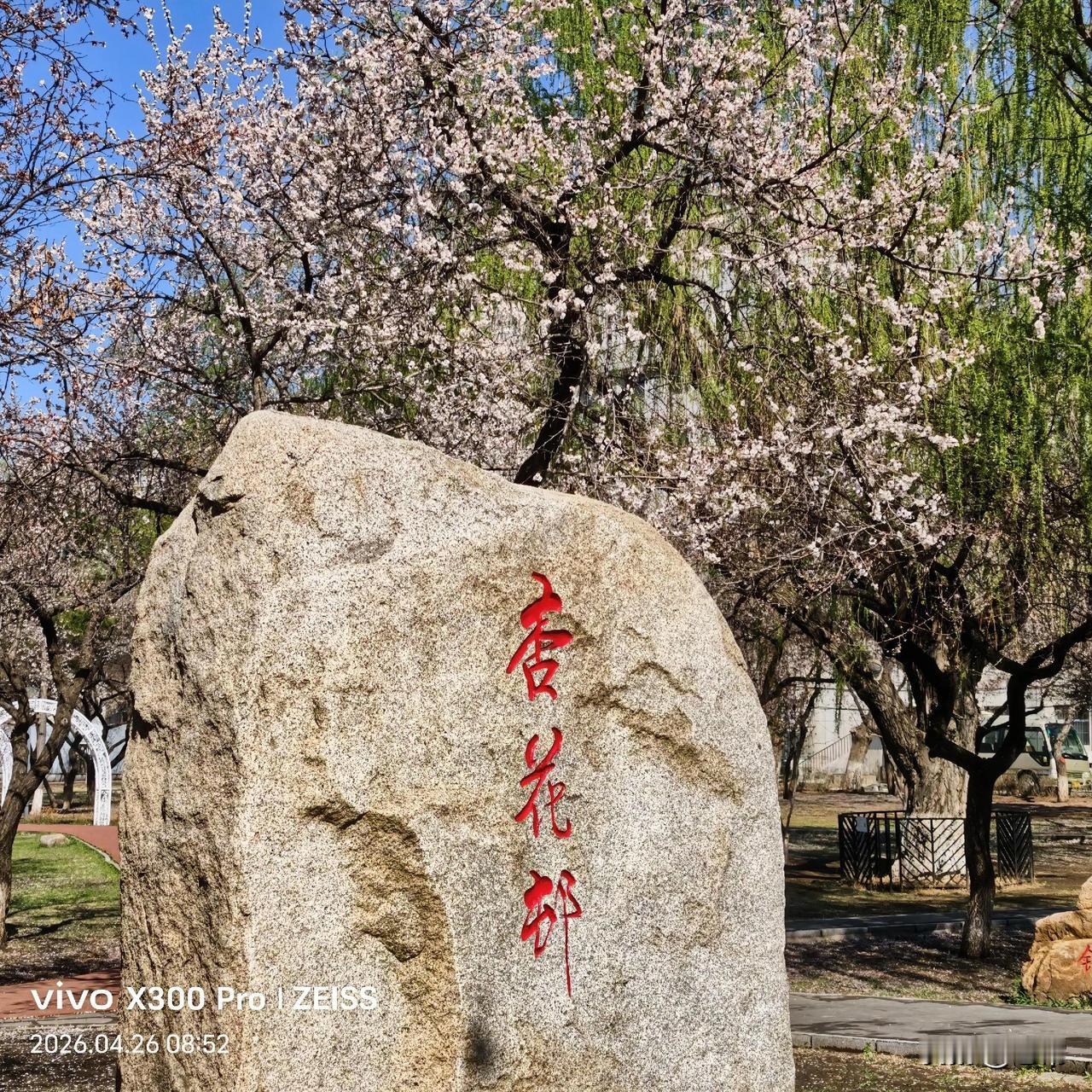 长春儿童公园斜对面有一个叫杏花邨的地方，杏花盛开的时候很美，是个休闲打卡不错的地