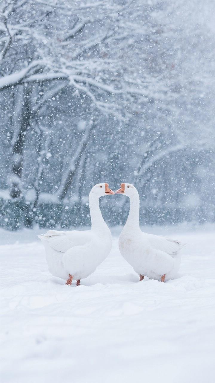 《河南下雪了》

河南下雪了。朋友圈全是银装素裹，孩子堆雪人，狗子打滚，咖啡馆里