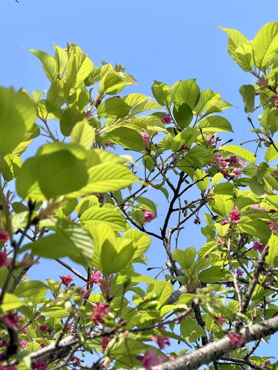 交换春天｜樱花树下有春天