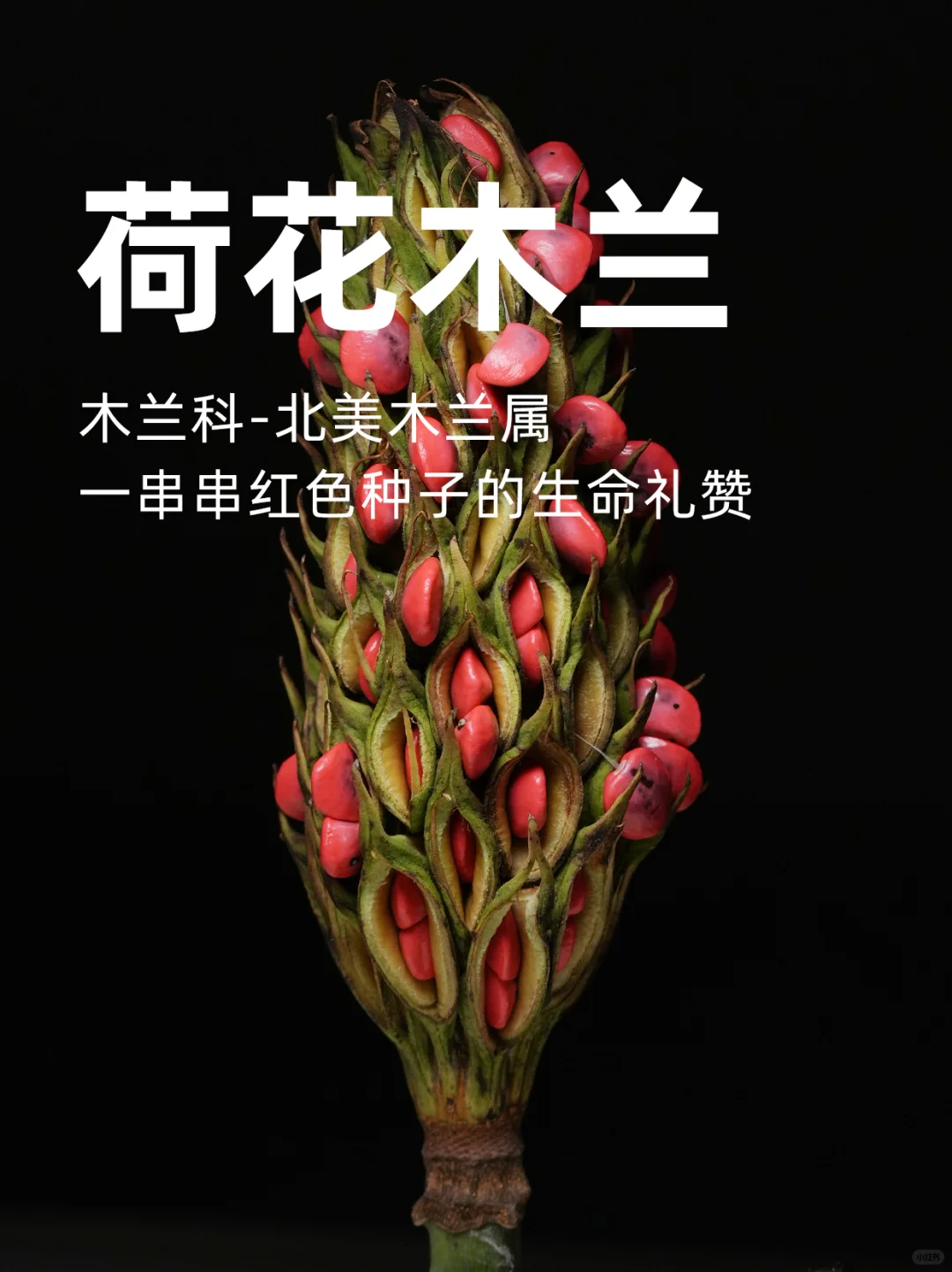 荷花木兰，一串串红色种子的礼赞