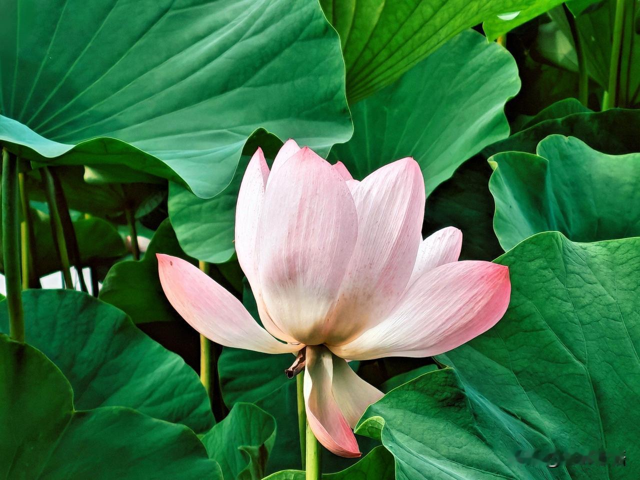 粉嫩荷花开满池，绿意盎然惹人醉。