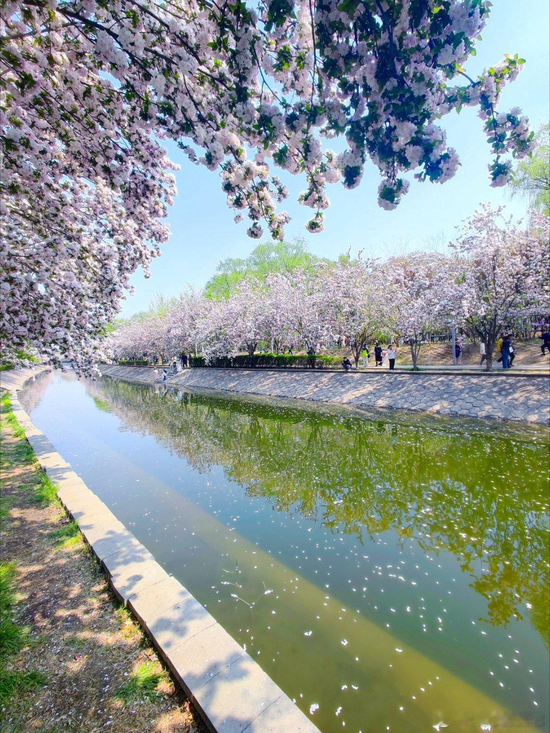 望京海棠花溪摄影