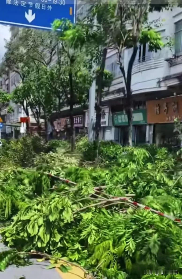 为防超强台风“桦加沙”来袭，深圳早早就动手给路边树木“理了发”，防止大风把树刮倒