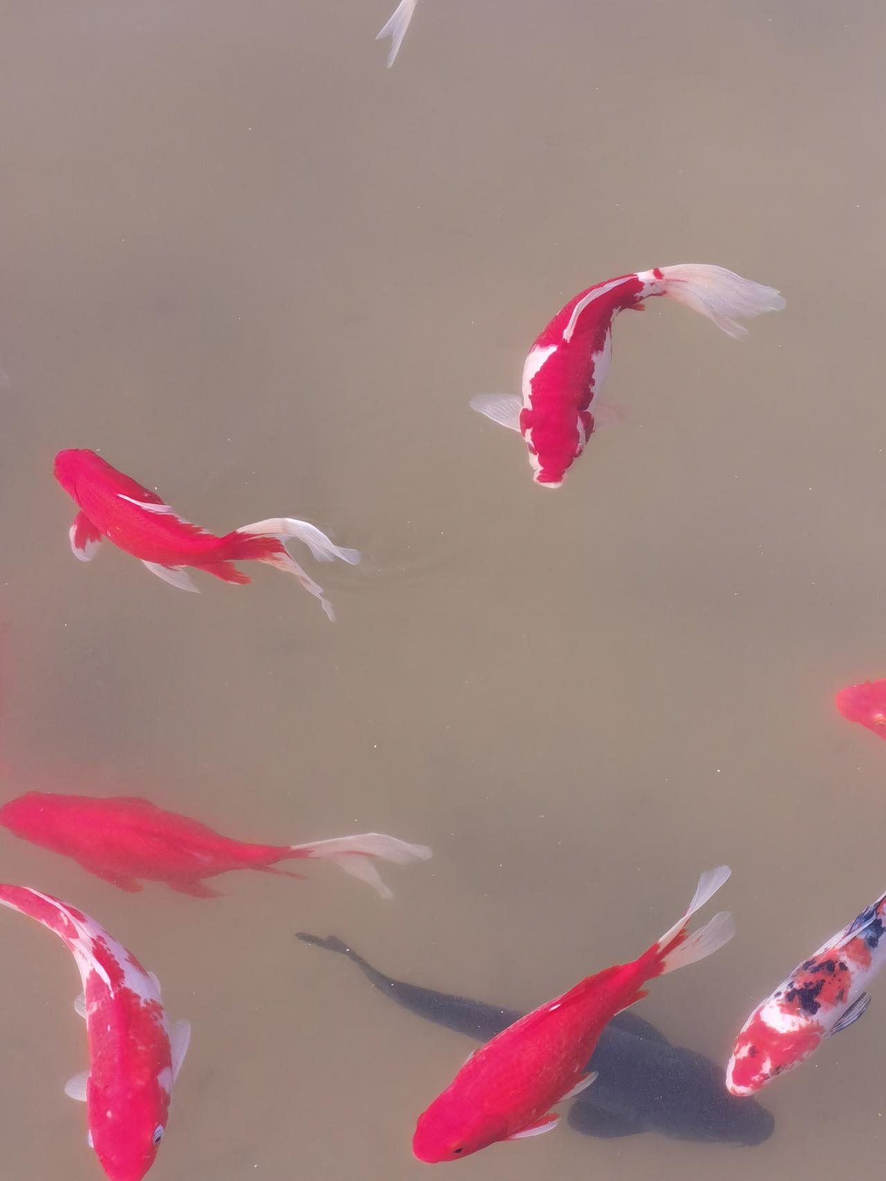 截断亏损
让利润奔跑
最近，改变了短线的模式，尝试中长线，带来了一个新的问题。非