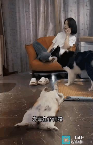 狗狗能听懂人话，就是不会说话，不信你看。
边牧最聪明，众所周知，有句话说边牧是边