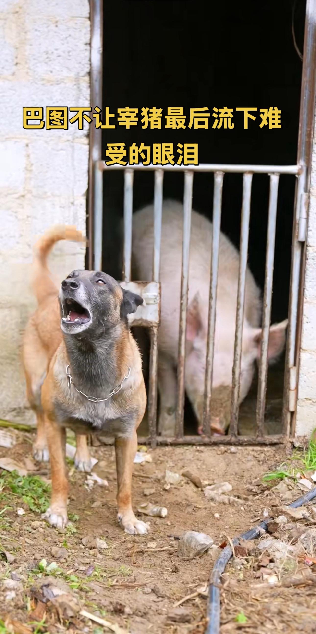 狗狗不让宰猪也是有它的想法。