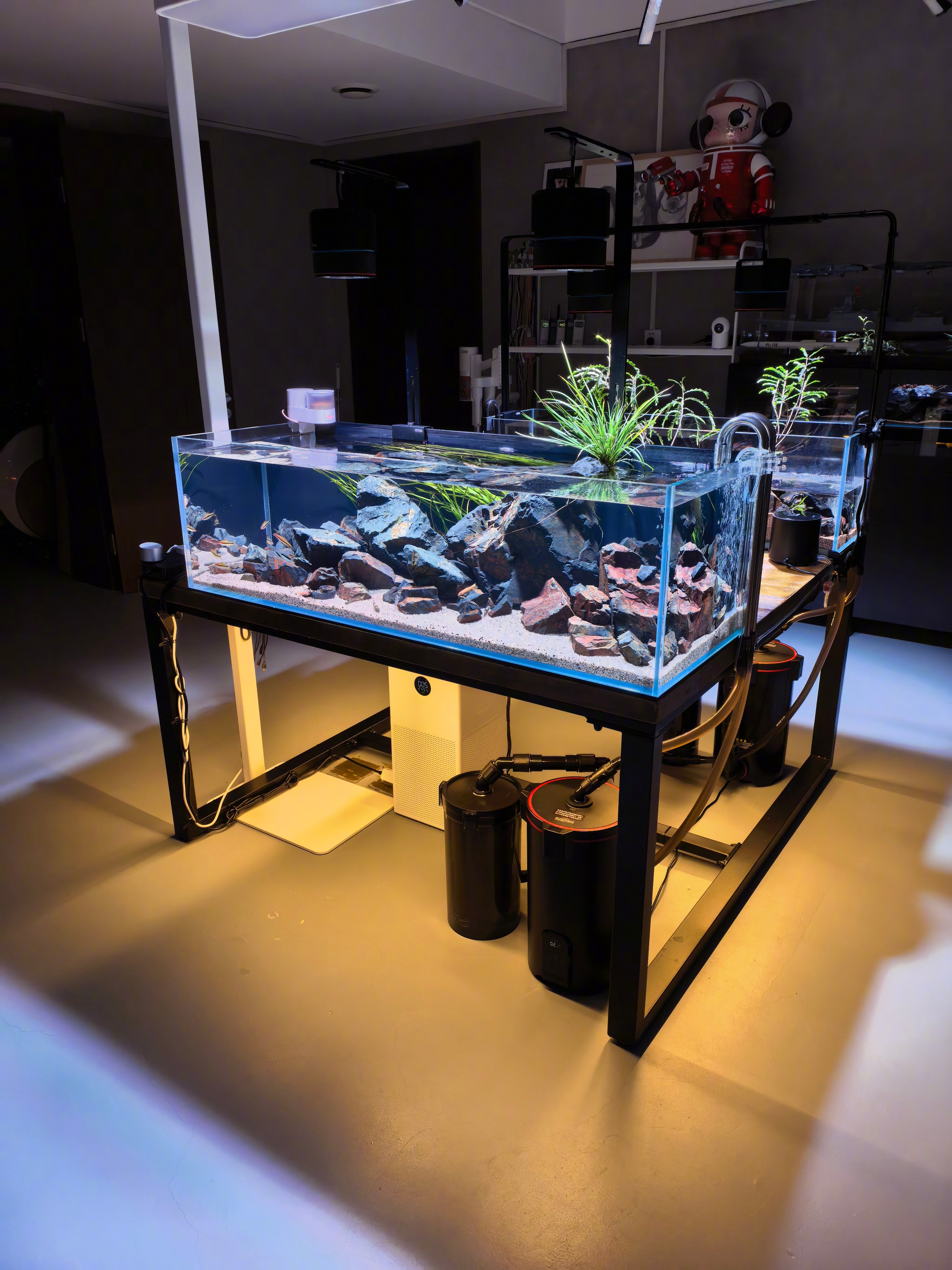 过了半个春节回到家，1.2米溪流缸的硝化菌终于稳定了，水彻底透了。之前一周水都不