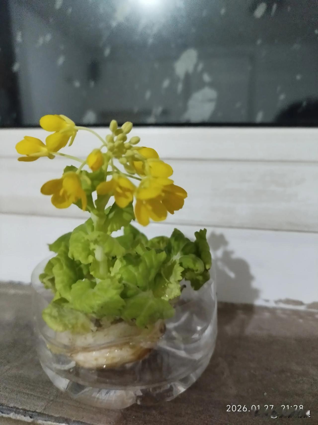 这是什么花？猜对了送给你[笑哭][笑哭]