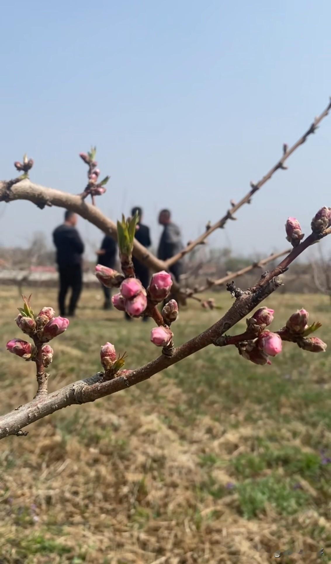 桃花将开，杏花还没落，丹东农村又到了种地的季节！

来到丹东东港的黑沟镇，这里的