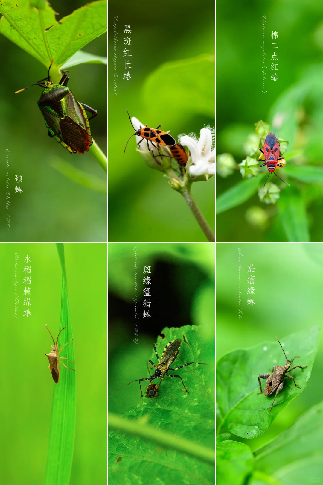 蝽|昆虫半翅目🐞第二季