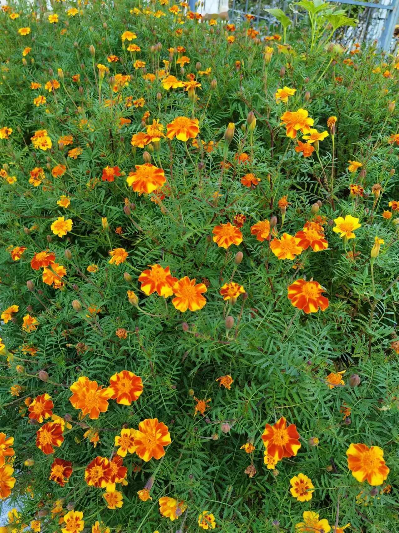 鲜花盛开