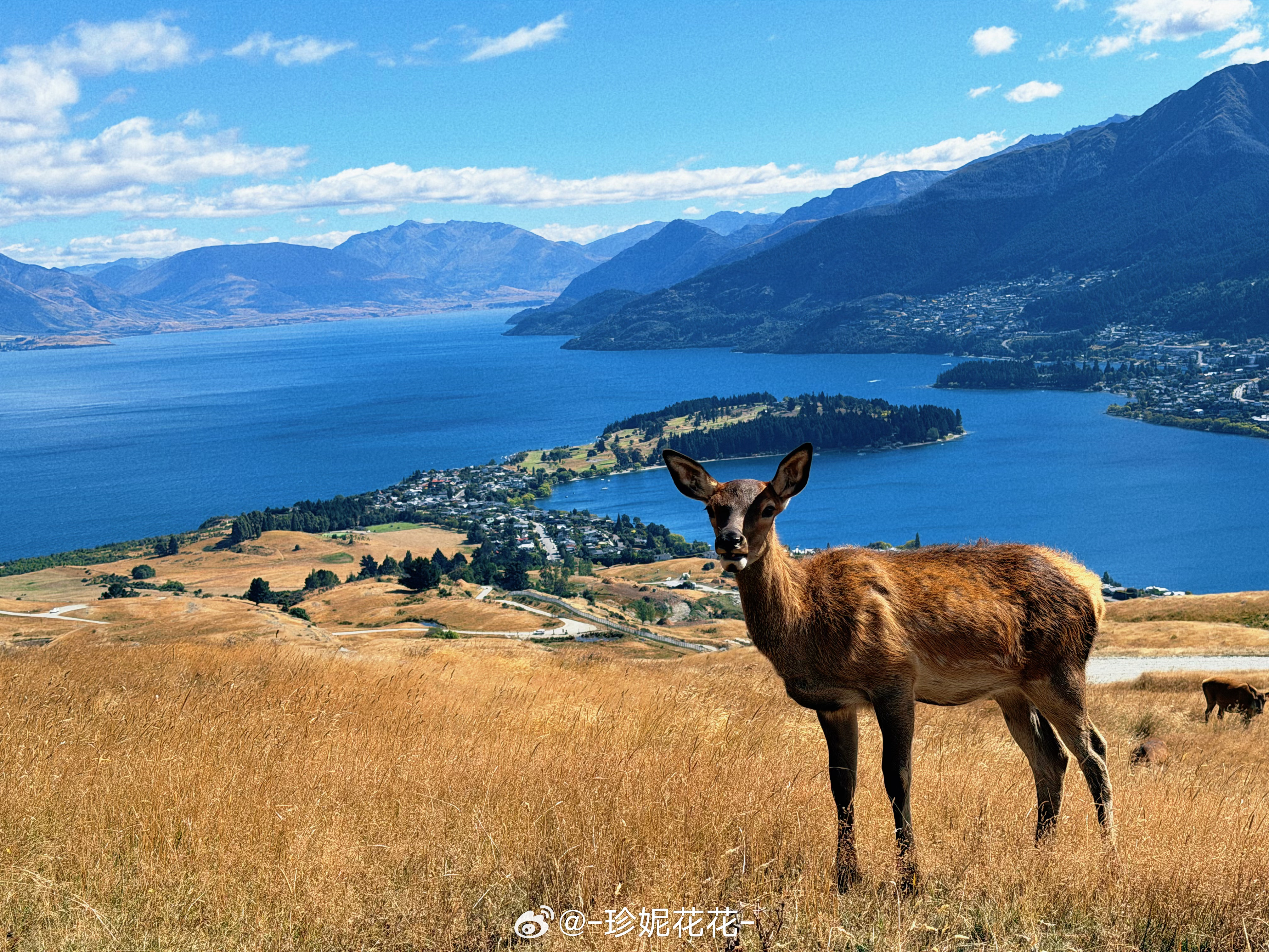 Deer park真好玩啊，我一年来了两次这里是个成人孩子老人，一家老小都可以景