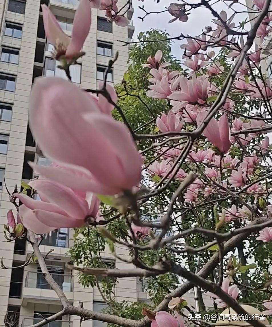 学习的快乐，其实不是考试得高分那一刻的短暂兴奋，而是你解开一道难题时，心里那声“