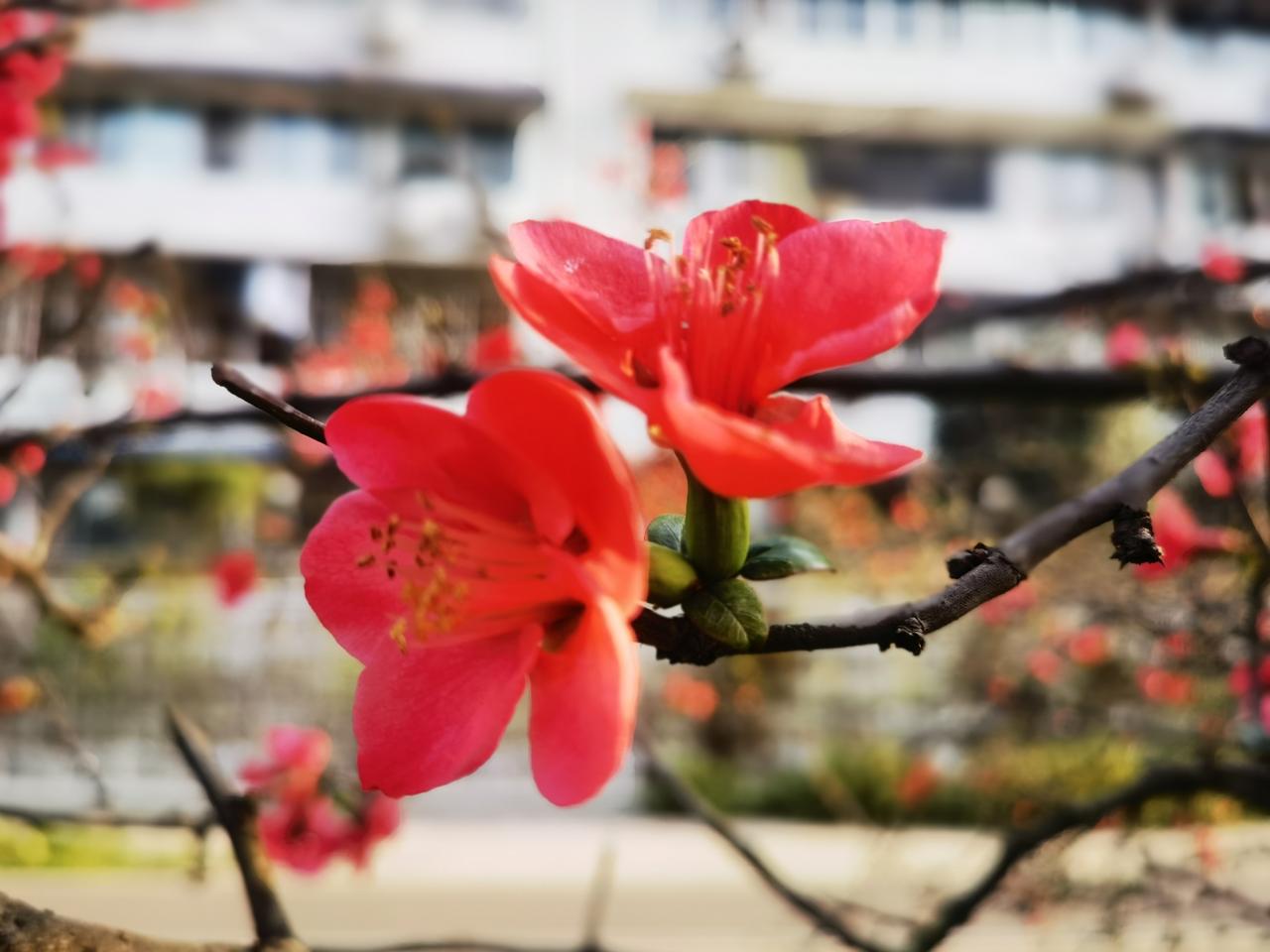 天南地北大拜年海棠迎春