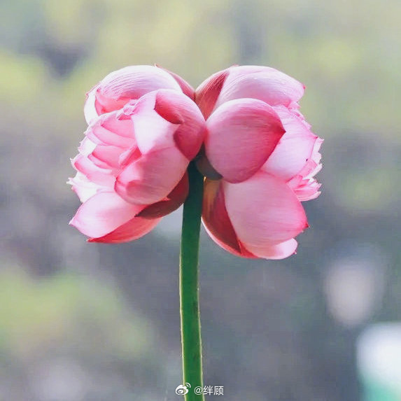 转发这朵并蒂莲 会有不期而遇的惊喜出现 