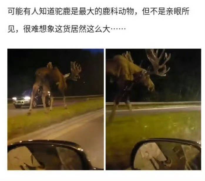一想到驼鹿和狐狸的身高差本人迷之兴奋。 