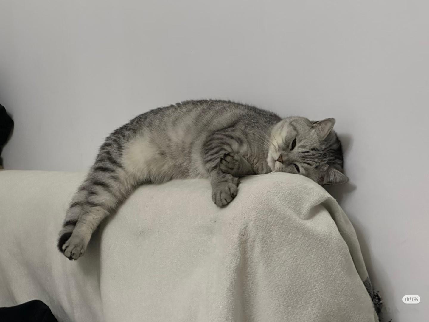 小猫咪你这是什么姿势！（小猫腿好长，嘶溜）王俊凯中餐厅10 王俊凯