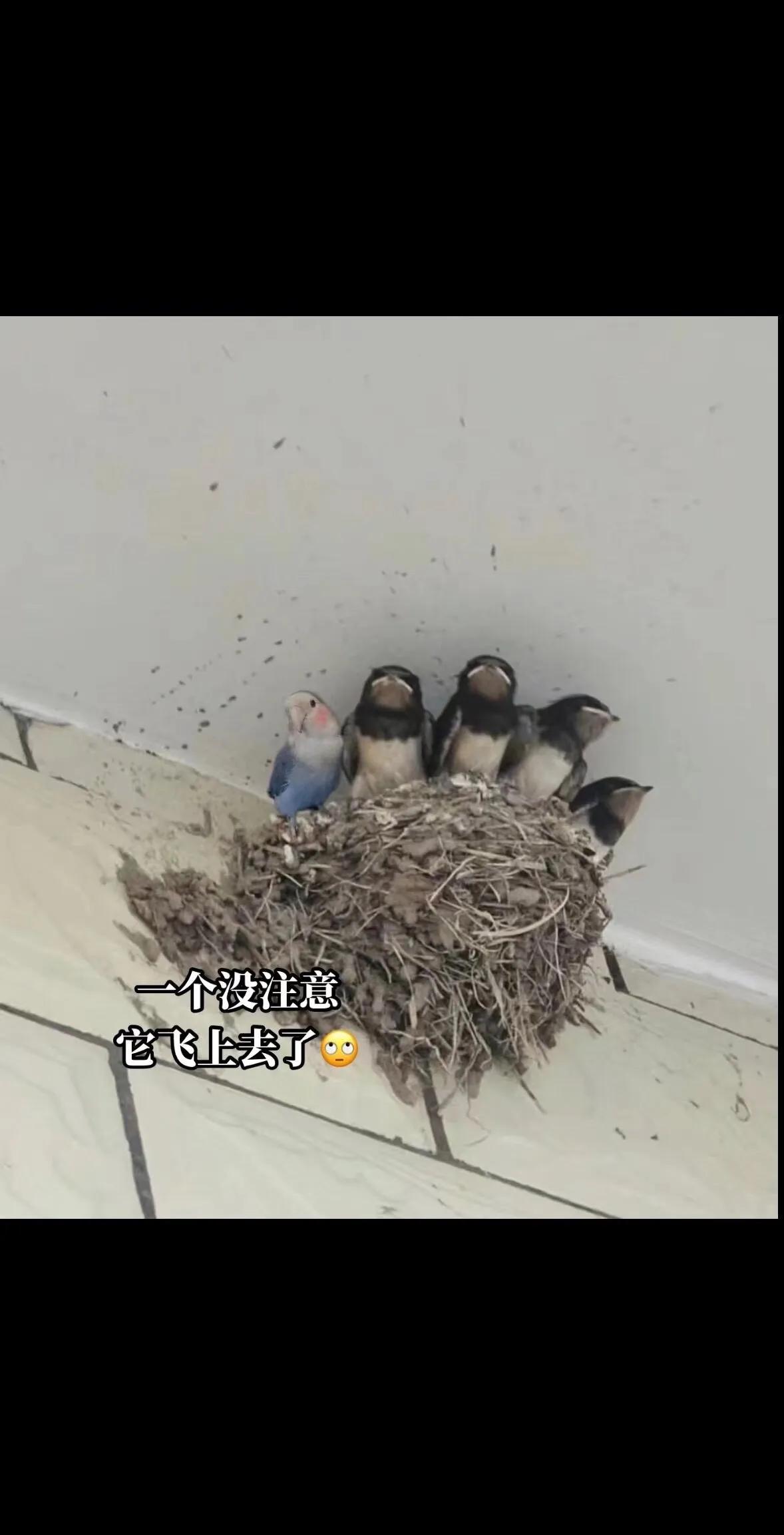 变异了一个？？？？？？