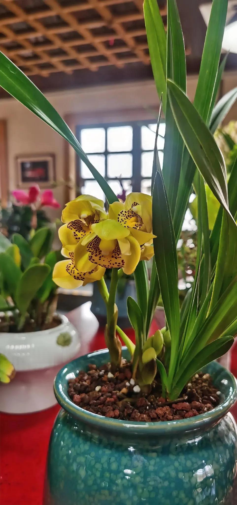 绿意盎然，生机勃勃，盆栽中的自然之美。