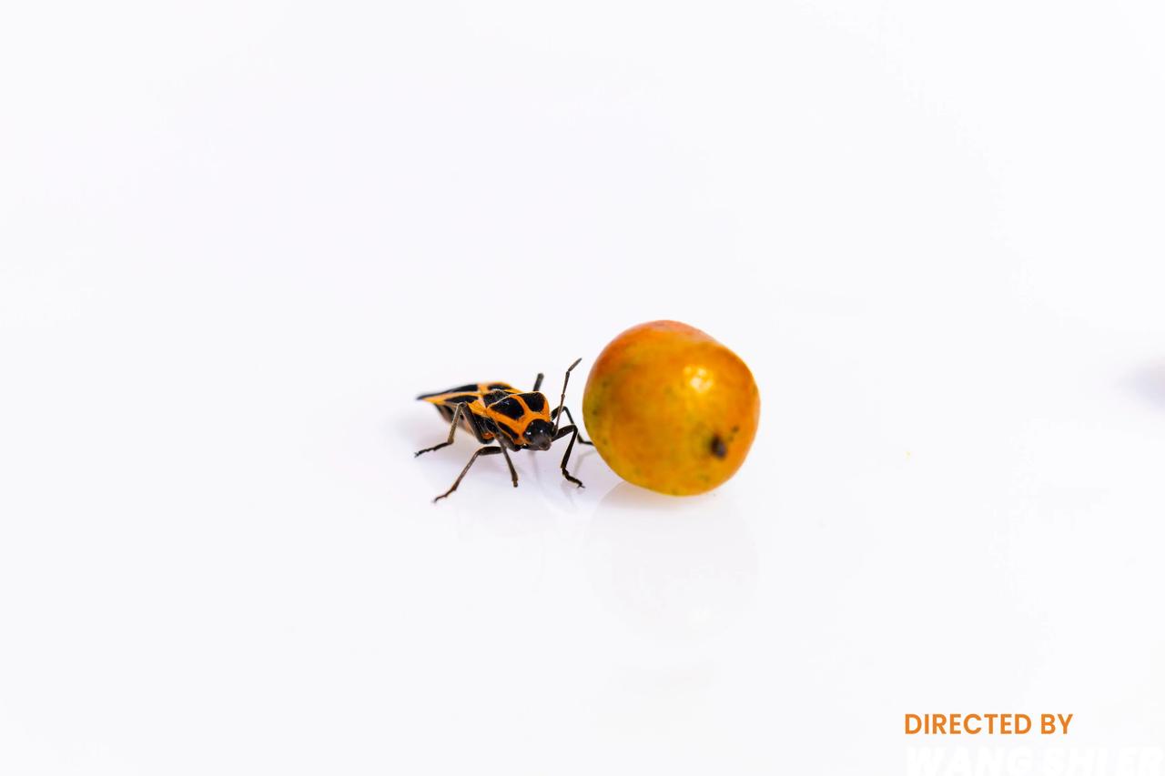 【红脊长蝽】