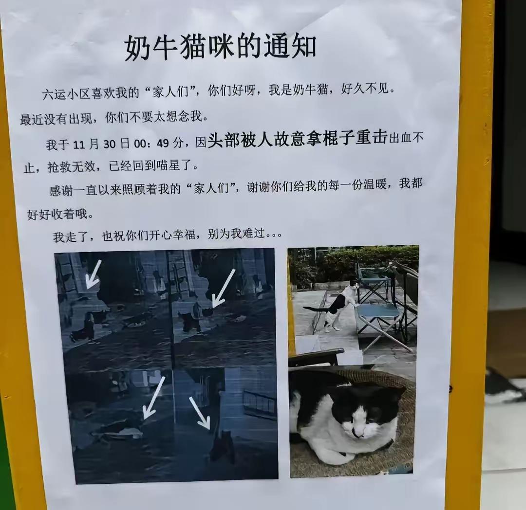 凌晨监控里，一个男的拎着棍子摸到草坪，对着熟睡的奶牛猫当头一下，猫连叫声都没出就