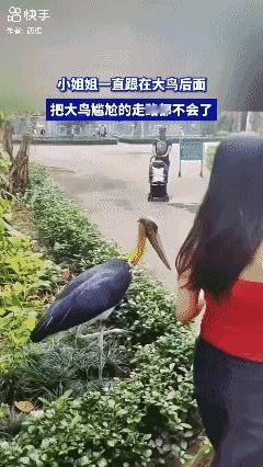 小姐姐一直跟在大鸟后面，
把大鸟尴尬的走路都不会了😓