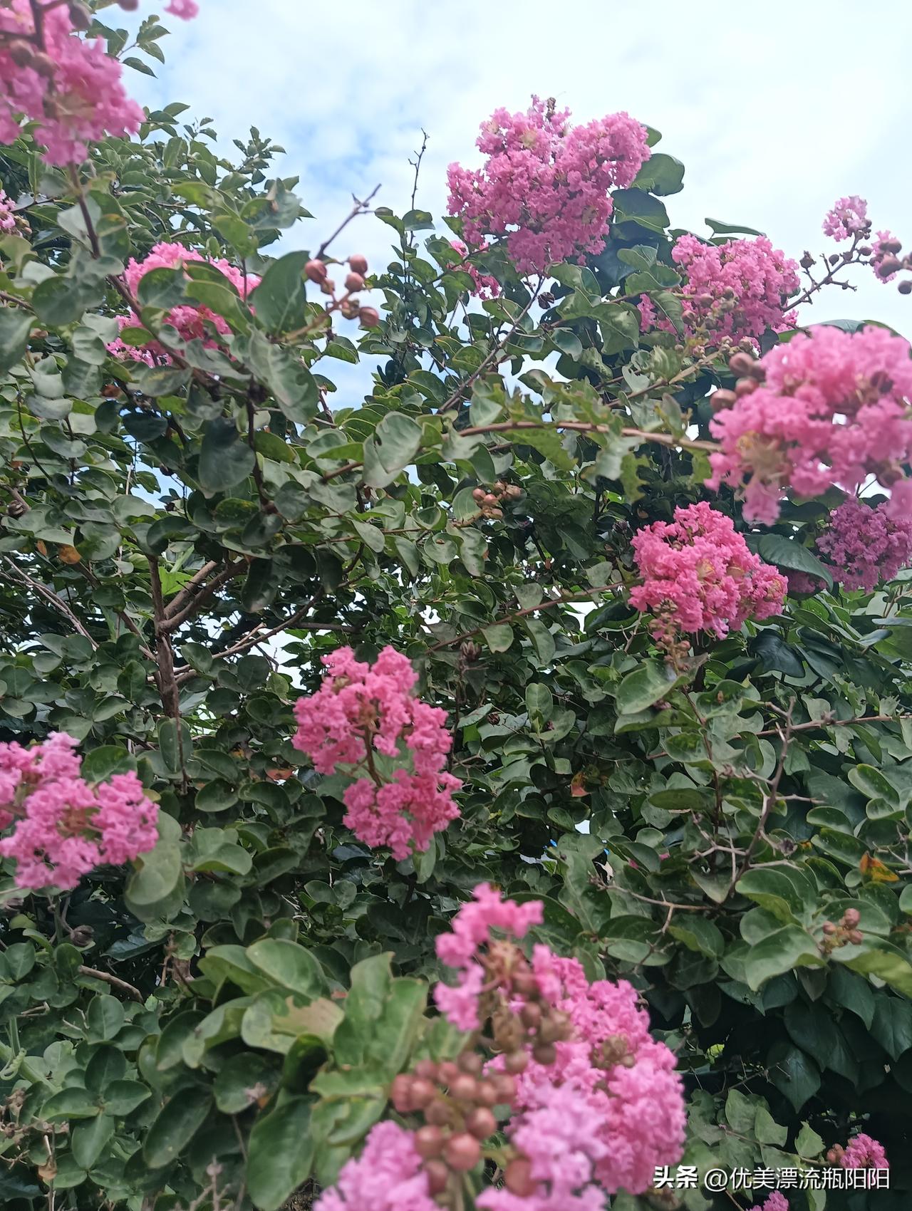 紫薇花🌸太美了
