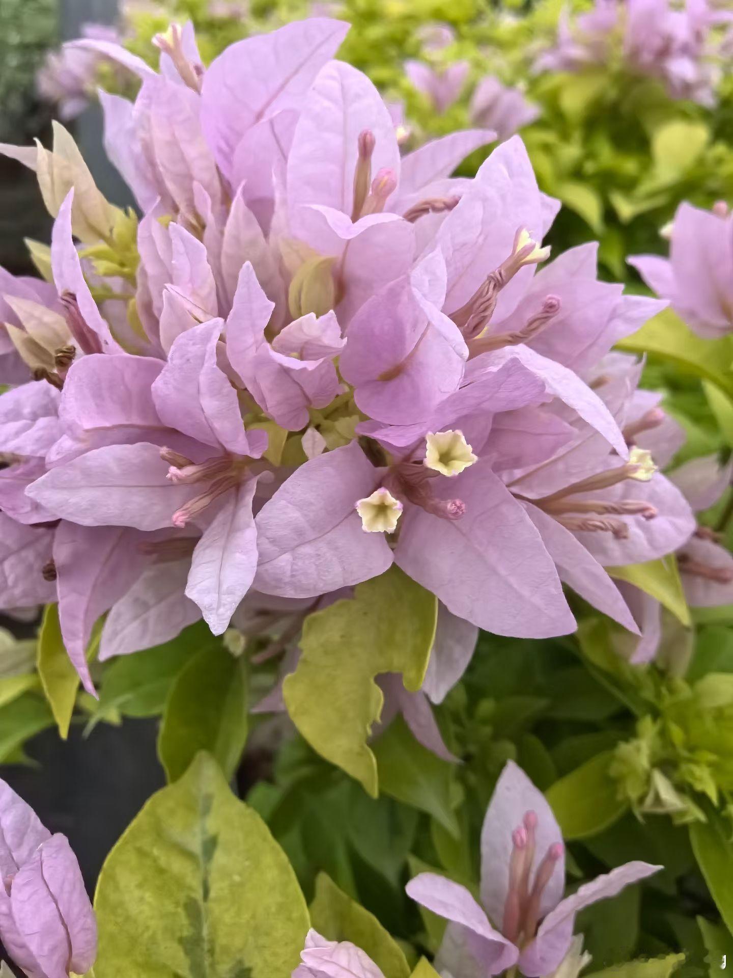 繁花似锦、热烈奔放~ 