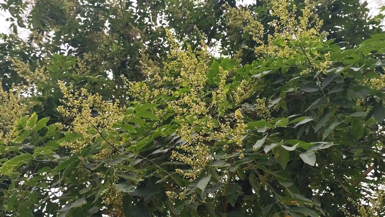 晒图笔记大赛野外不知名的花花，开满了树端！她的花花并不惊艳，只是它的香味飘的老远