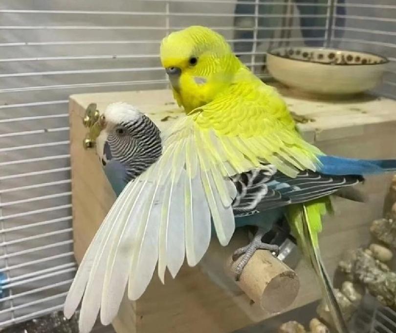 凌晨突发的“鼠鸟大战”
      一早醒来打开手机，看到凌晨五点闺蜜在群里发的