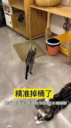 这新手猫妈也太不靠谱了，费劲半天想把小猫叼到台子上，一顿操作小心翼翼，好不容易爬