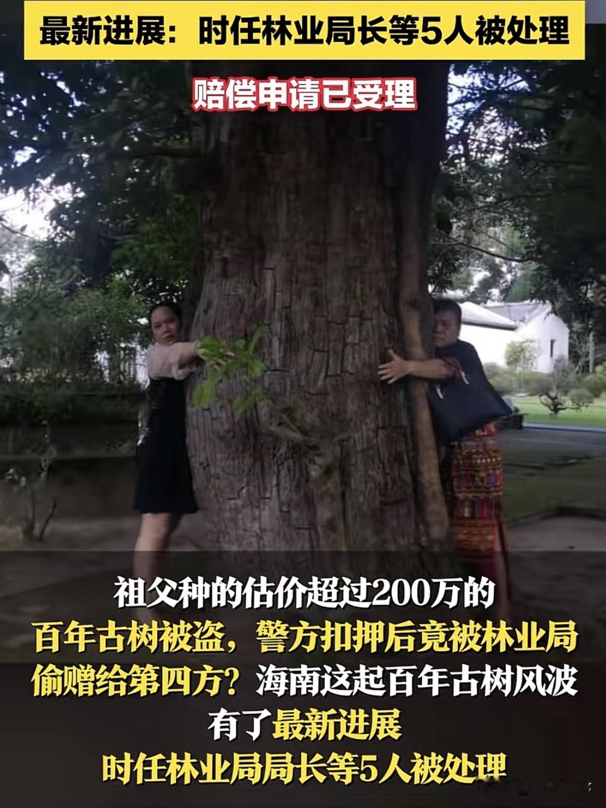 后续来了！海南，女子家祖辈种了百年的重阳树，估值207万。2010年一天夜里，树