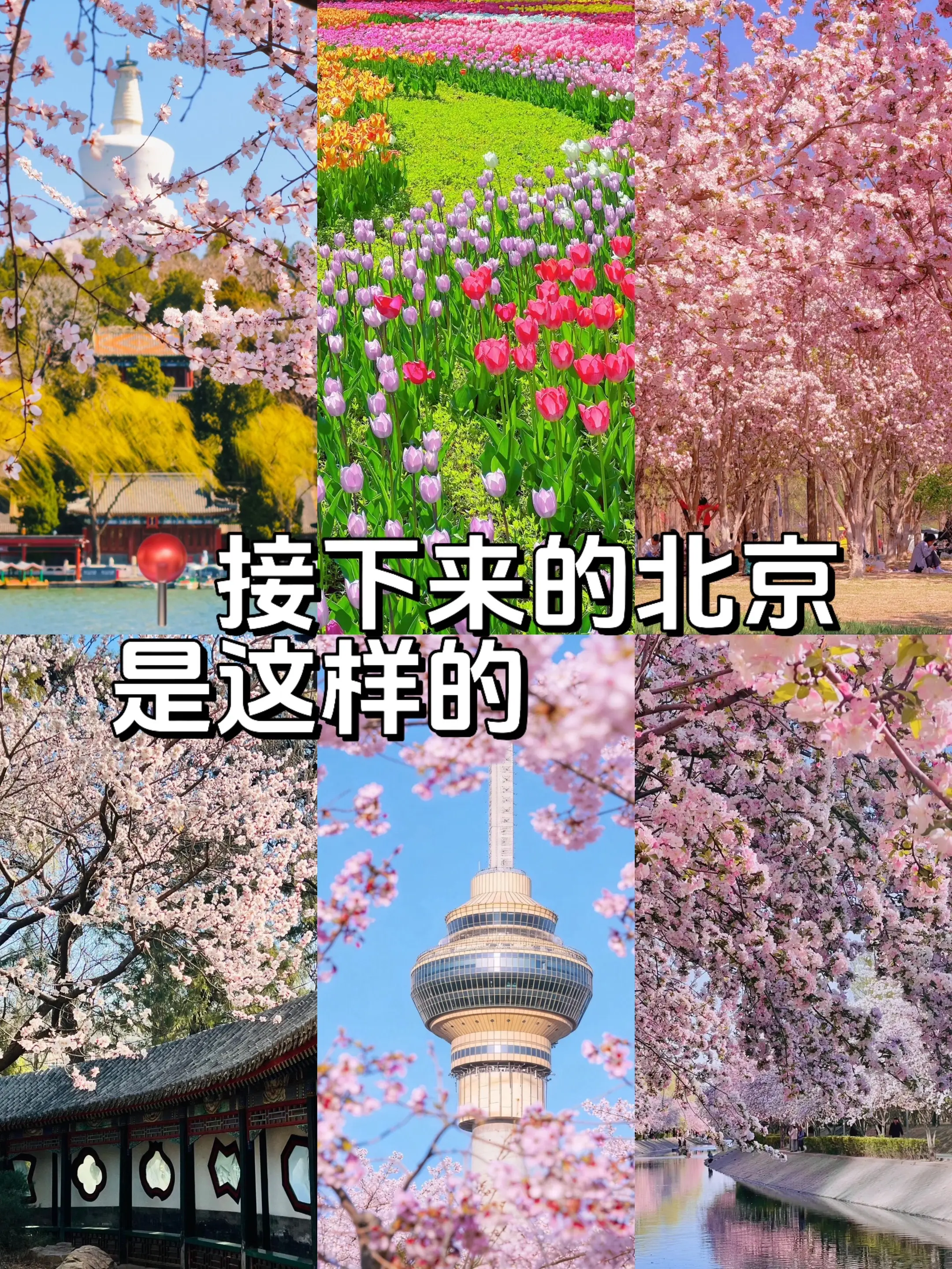 北京必打卡赏花点，花期已经整理好！北京赏花季！时间给大家整理好了！春暖...