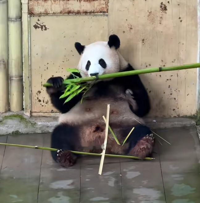 [偷笑]大熊猫是有脾气的，非常有个性，它们不会掩藏自己的喜好，喜欢就是喜欢，不喜