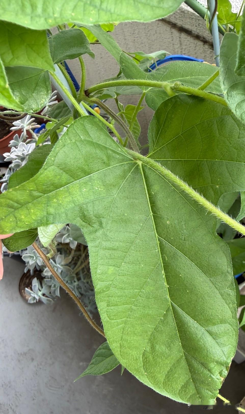 我问AI，答案千奇百怪。AI自己就搞不懂是啥？
它一会儿说是牵牛花、一会儿又说是