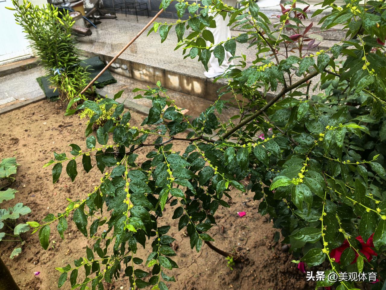 端午节，吴坊营农家院里枣树开花。