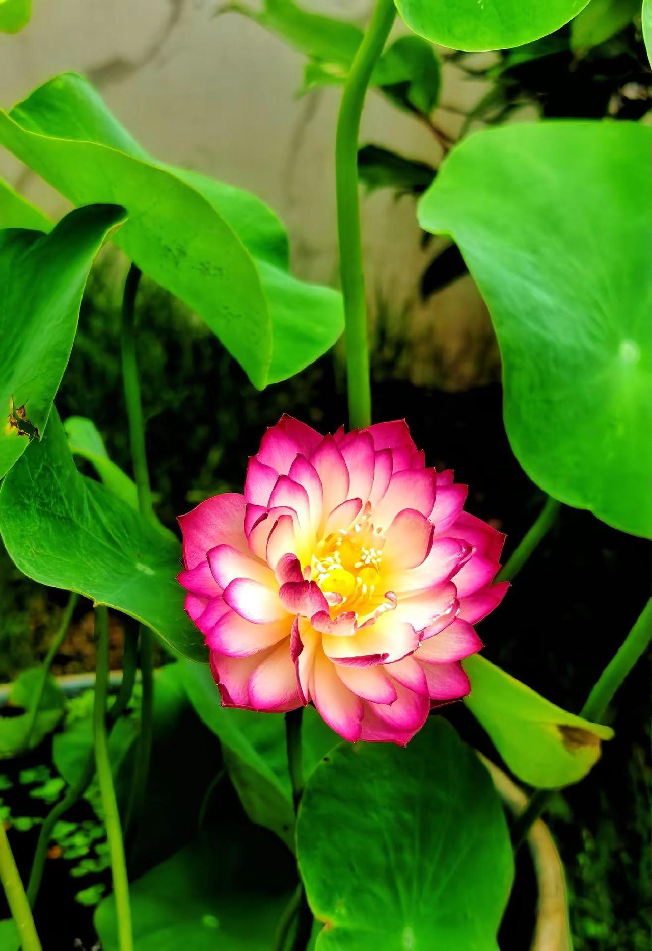 晓露凝荷凝粉瓣   清风绕叶绕芳心