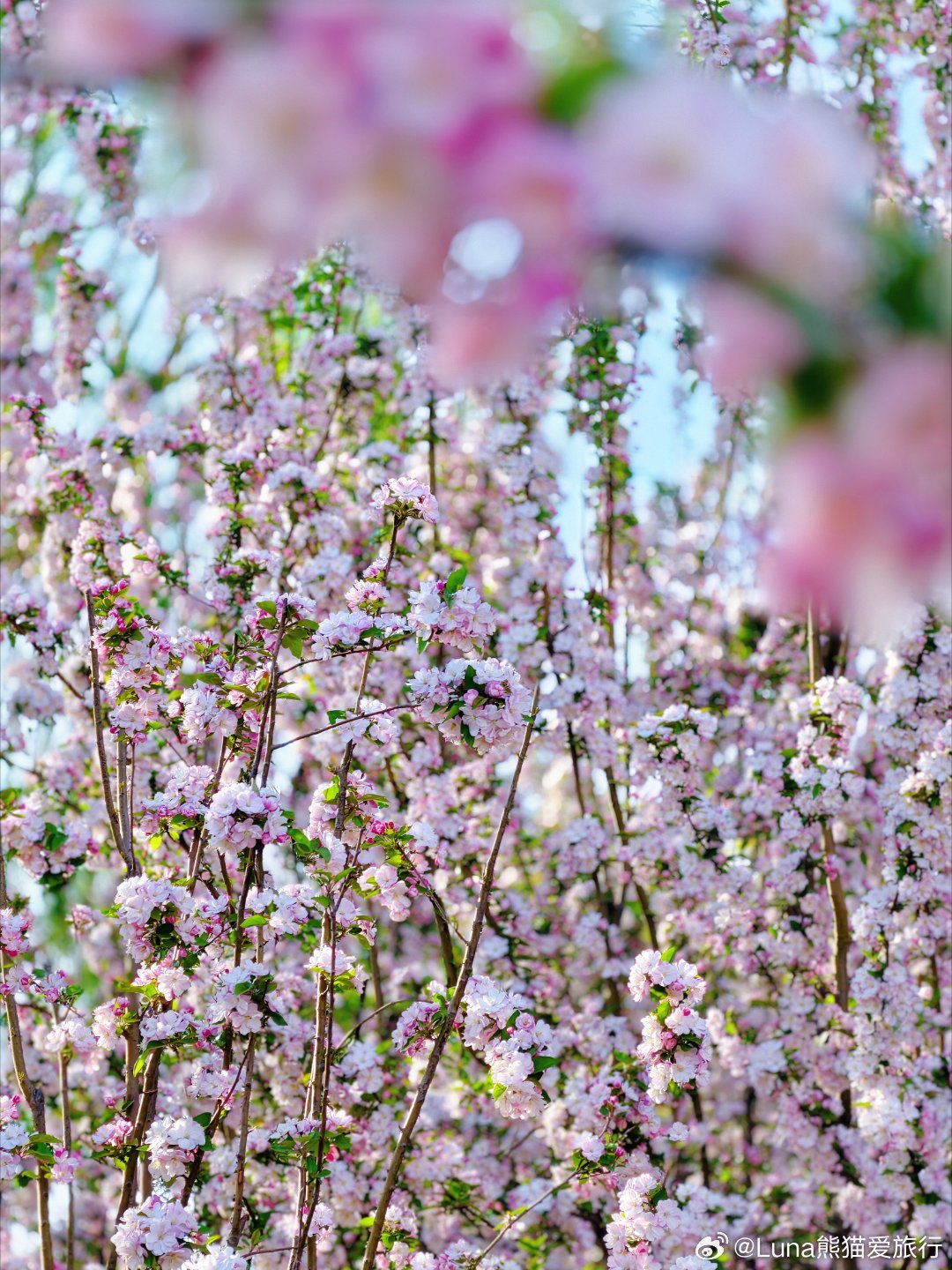 交换城市春光我的清明游记花开四月畅游北京 北京春天的固定节目，海棠花溪！一到这个