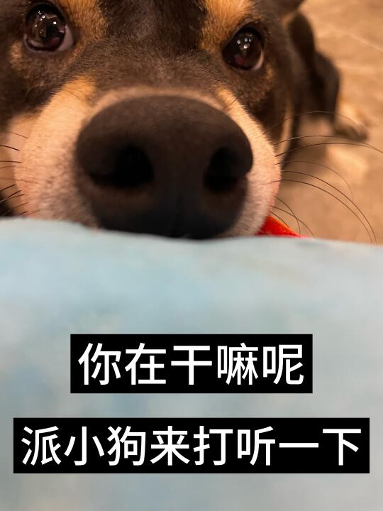 小狗探头