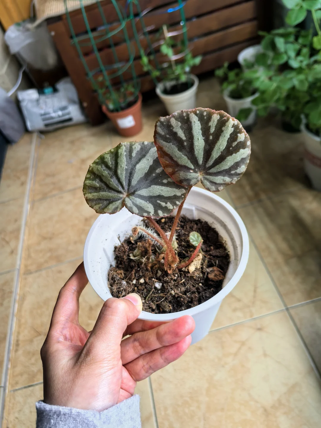 杭州有没有人想要这个血月秋海棠