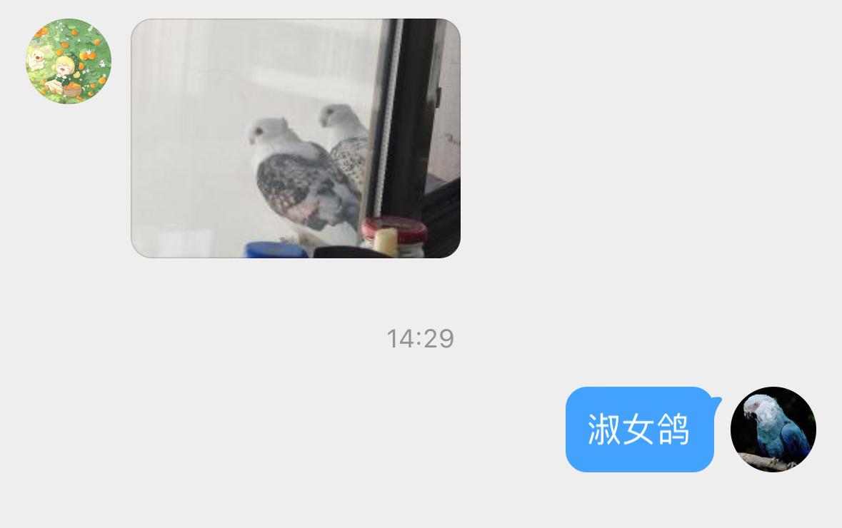 窗外的漂亮咕咕！人工培育的观赏鸽  品种叫“淑女鸽”[开学季] ​​​