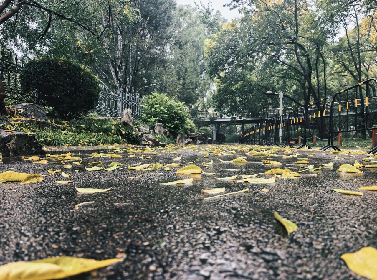 秋意渐浓，落叶铺满小径，静谧的公园，感受大自然的宁静与美好。🍂🍁🍃