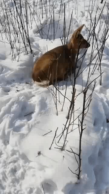 真是不怕冷啊，白雪皑皑的，直接就躺下了。