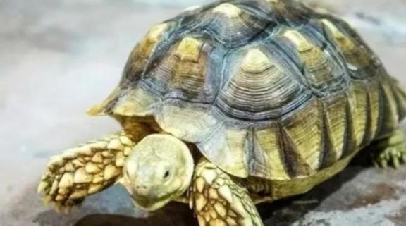 2012年，北京一男子捡到一只乌龟，足足养了7年，却越养越发觉不对劲，随后他立即