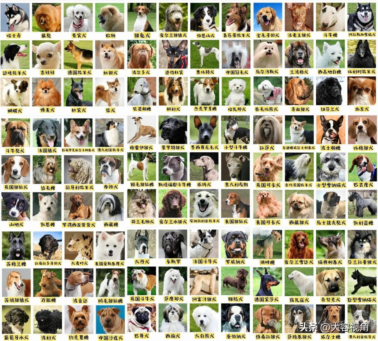 🐾 超萌狗狗大集合！快来认领你的新宠物吧！🐾