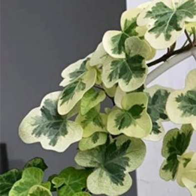 雪萤常春藤（超冷门白斑仙气常春藤）实拍植株特征（真实实拍无AI）区别于普通绿叶常