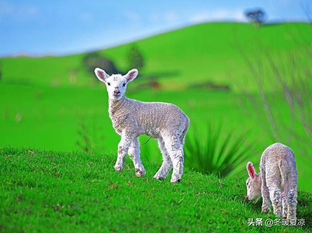 十二生肖羊爱上谁最幸福
 
羊和鼠：感情淡薄
羊和牛：争吵不休
羊和龙：相爱相杀
