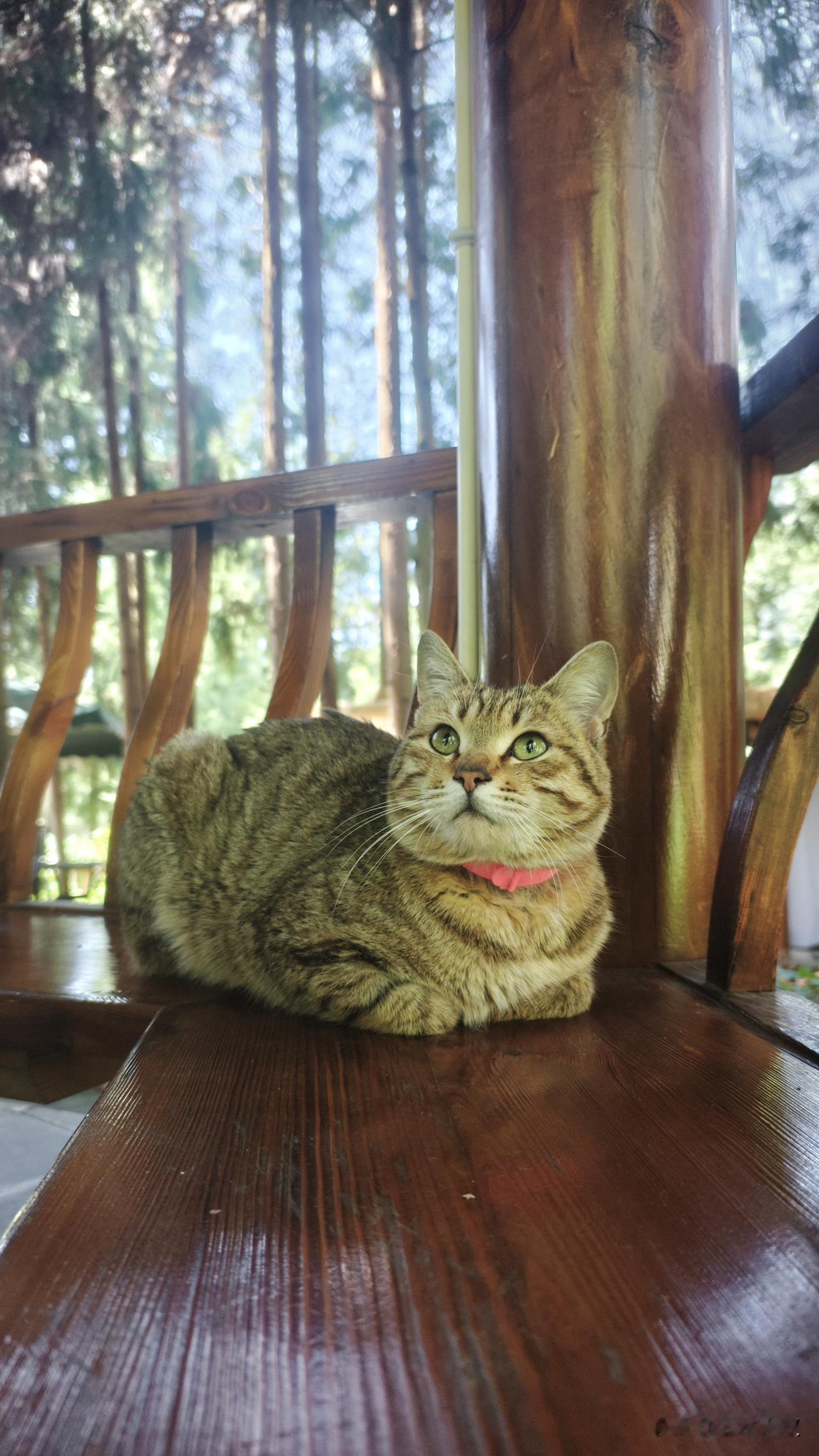 用一张照片证明猫咪的可爱这是一只寺庙里的猫，它看到人就会接近，吃了东西以后也不会