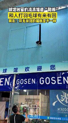 “解释不清了”近日，山东淄博，一羽毛球馆收养了四五只流浪猫，还没养多久就发现其中